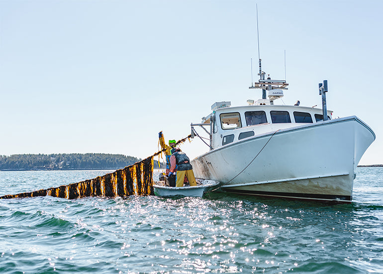 A kelp sea fisherman in the North Atlantic Sea