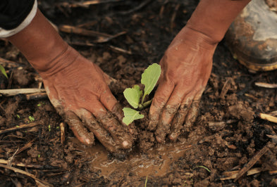 A farmer planting a small plant
