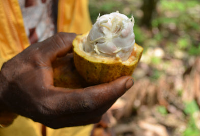 Farmer holding an opened cacao bean