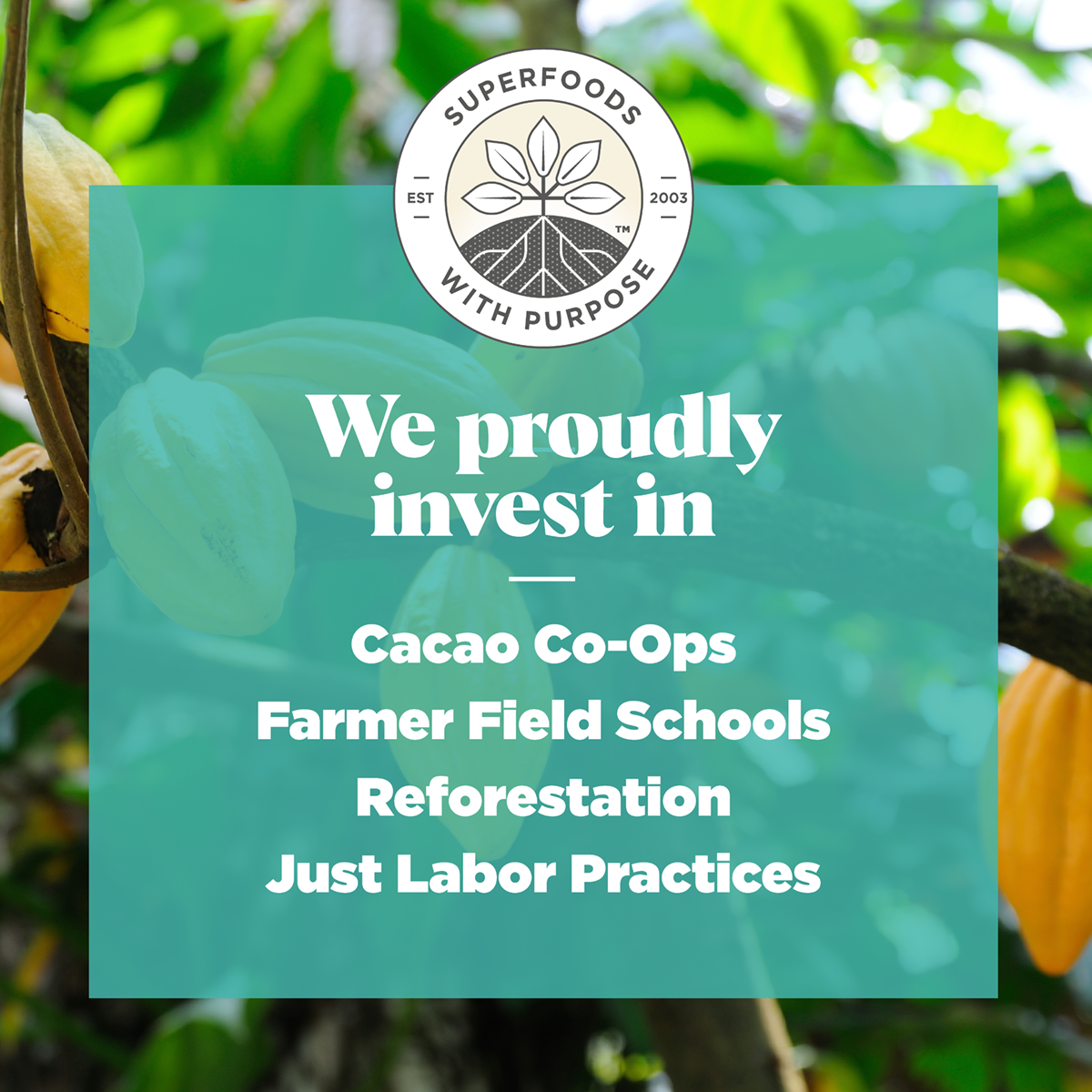 We proudly invest in Cacao Co-Ops, Farmer Field Schools, Reforestation and Just Labor Practices
