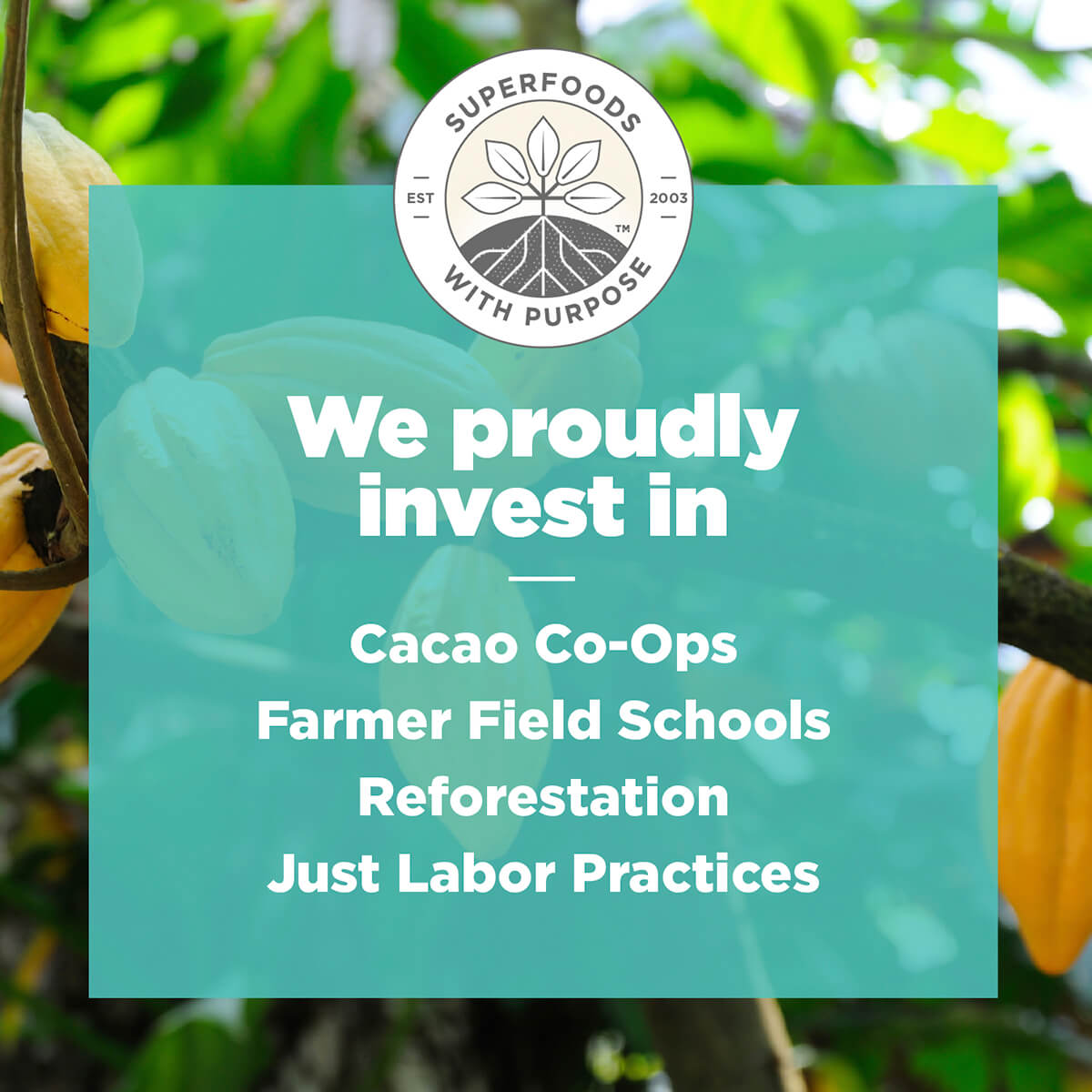 We proudly invest in Cacao Co-ops, Farmer Field Schools, Reforestation and Just Labor Practices.