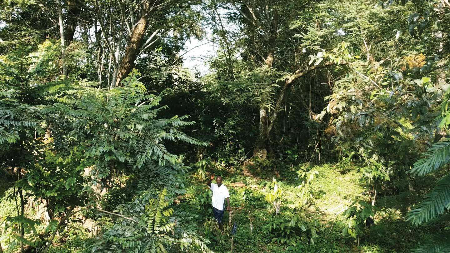Navitas Organics - image of lush forest and person waving at camera