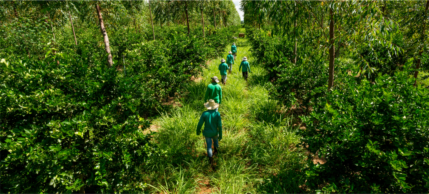 A line of farmers walking into the forest