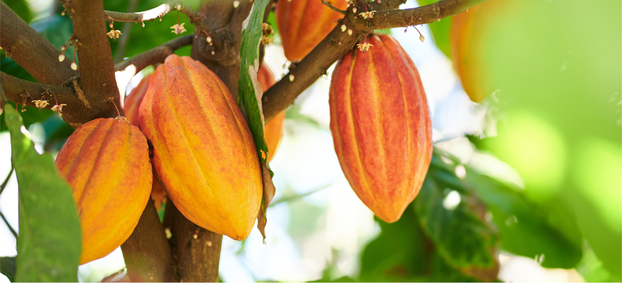 Cacao pods growing on a cacao tree
