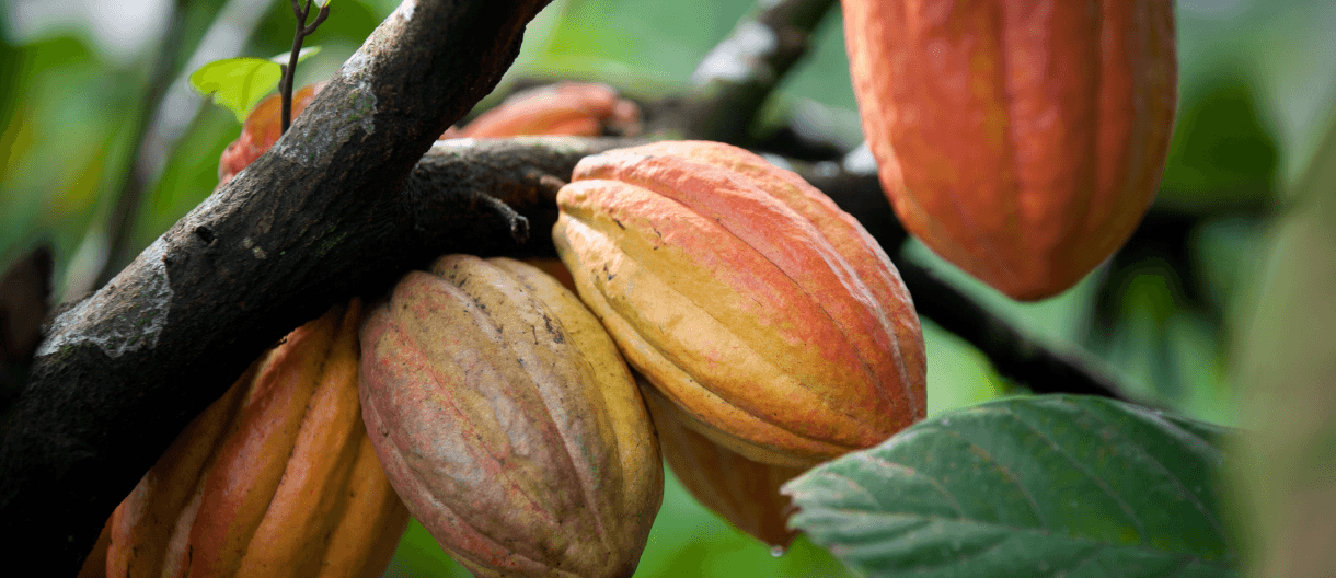 Cacao Pods