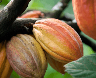Cacao Pods