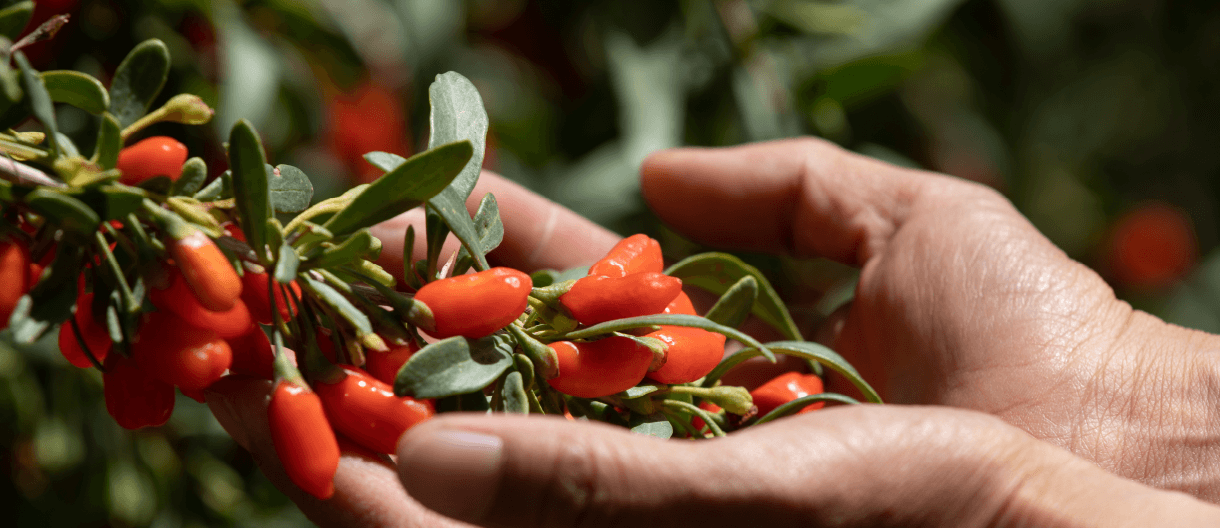 Goji plant