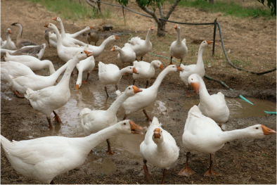 A pack of ducks on a farm