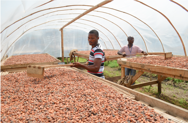 Two farmers in a greenhouse spreading out Cacao beans to dry.