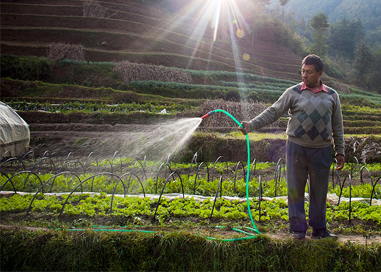 A smallholder farmer watering crops in a field