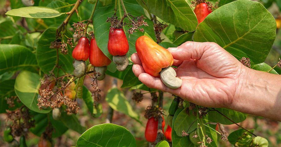 A farmer holding a cashew nut plant from a tree