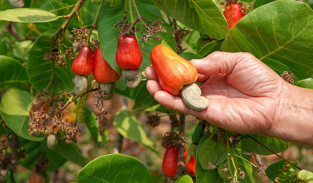 Why You Should Choose Cashews Consciously