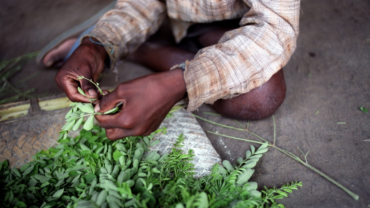 Farmer working with plants.