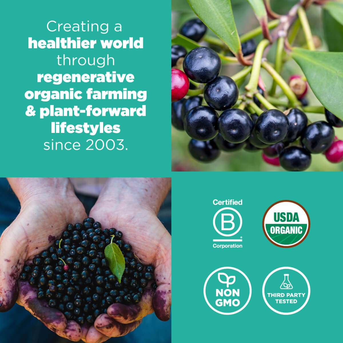 Navitas Organics is creating a healthier world through regenerative organic farming and plant-forward lifestyles since 2003.