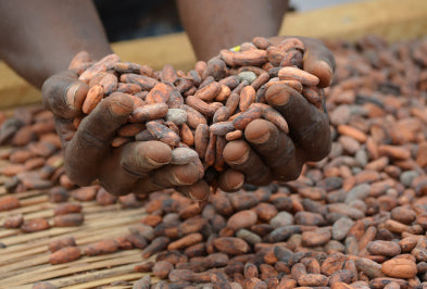 A farmer holding a handful of cacao beans