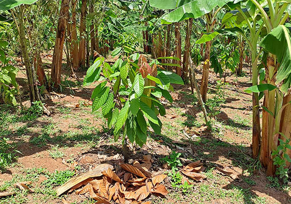 A cacao tree growing in the middle of a vast banana tree forest