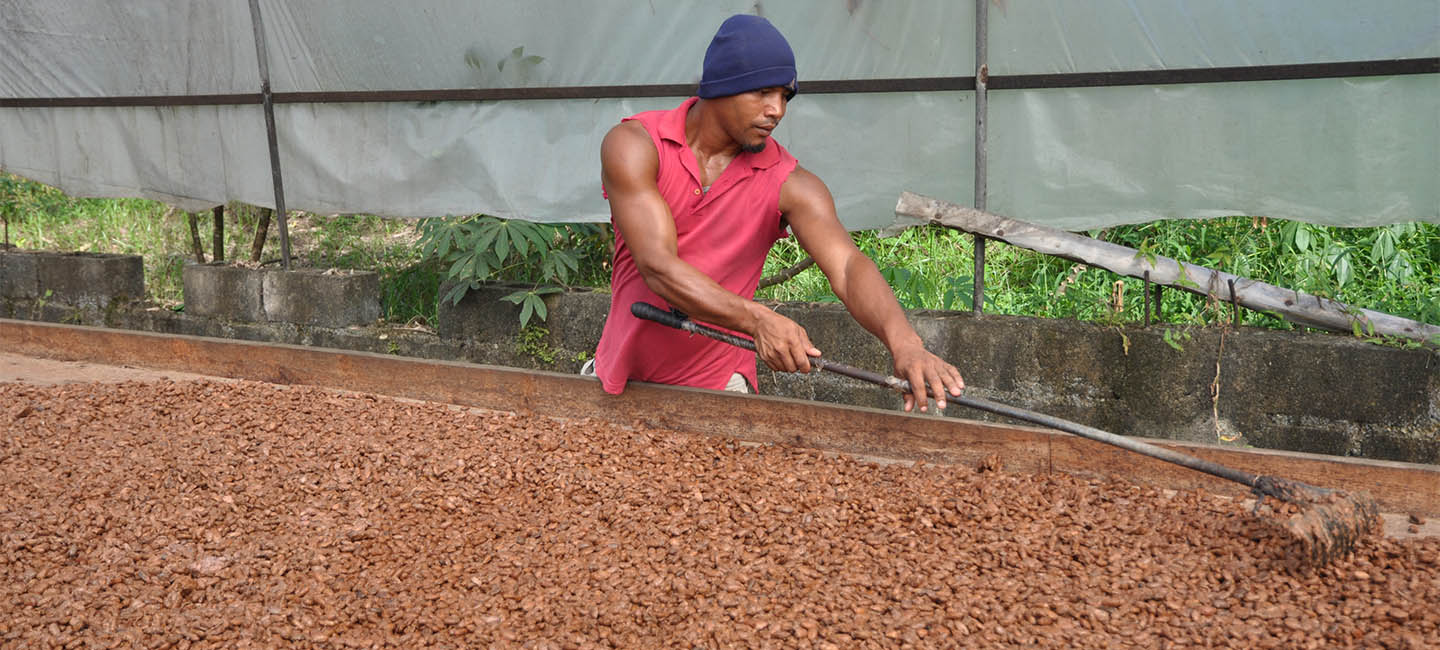 A cacao farmer managing harvested cacao beans