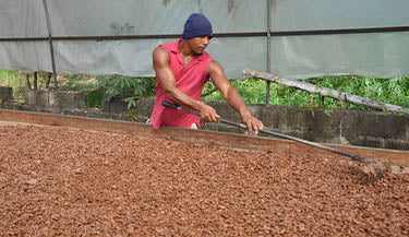 A cacao farmer managing harvested cacao beans