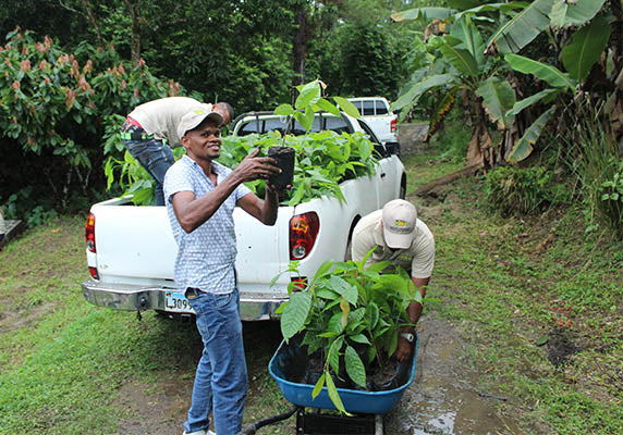 Farmers unloading cacao plants from the back of a truck