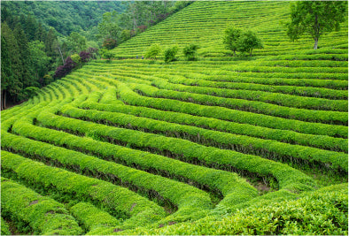 Rolling hills of green farmland