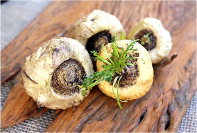 Harvested Maca roots