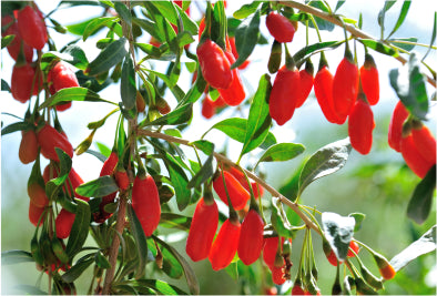 Goji berry plant