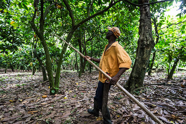 A farmer prodding a cacao tree with a long wooden stick