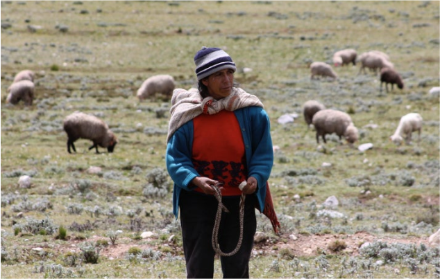 Farmer in a field with sheep.