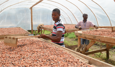 Farmers managing harvested cacao beans